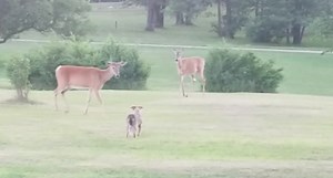 Wild Deer and Domesticated Dog Find Time to Play
