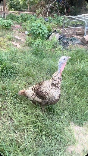 Who doesn’t love peaches and watermelon?!?!? (Besides me of course 😂) These babies sure are enjoying all these summer garden treats 🥰 #cedartreehollow #farm #farmliving #farmlife #farmher #sweetsumertime #gardengoodies #peaches #watermelon #farmlifebestlife #farmlifeisthebestlife #homestead #homesteader #homesteading #peaches #watermelon #goat #turkey #farmanimals #cuteanimals #kunekune #pigs #kunekunepigs #piglets #kunekunepiglets | Cedar Tree Hollow