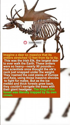 The Deer with Antlers Wider Than a Car Extinc