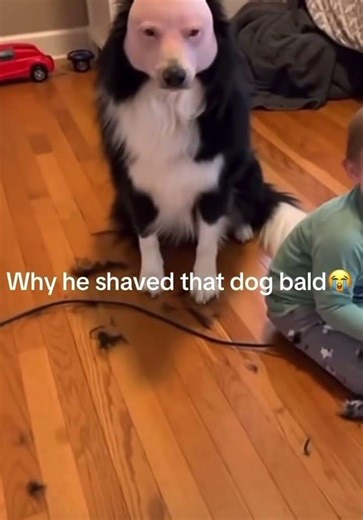 Shaved that dog bald😭| instagram meme #93 #shorts #memes #relatable