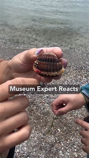“Like so many of us these days, it looks like this cockle is a bit confused and would like to be left alone to bury itself in the sand.” - Melissa Frey, Burke Museum Malacology Collections Manager. | Burke Museum