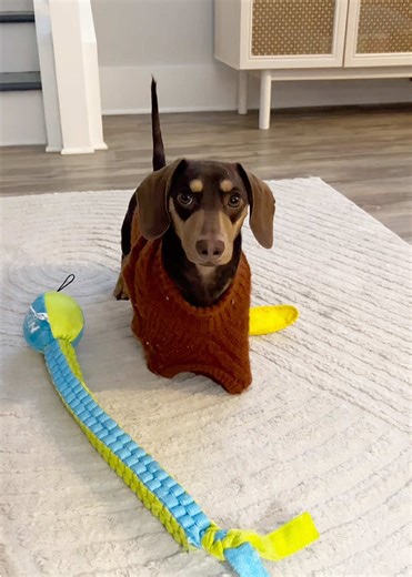 Cute Mini Dachshund Moments