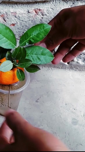 695K views · 8.3K reactions | Simple Method Propagation Of Apple Tree From A Apple With Onions Gast Rooting In Water And Soil 100% #rosegarden #rosegarden #plantingseeds #plantingroots #growing #growingtree #anthurium #anthuriumhybrid #flowerplant #flowers #roseflower #Growing #Planting #FlowerPlant #Anthurium #plantingroots #roses | Quick Tips | Facebook