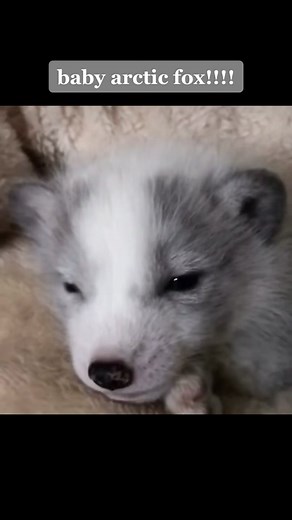 Meet Foxyaku: The Arctic Fox | Cute Baby Animal Video