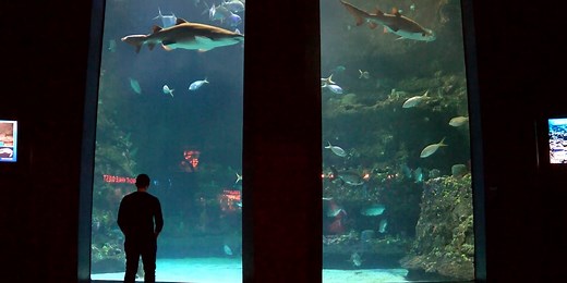 NC Fort Fisher Aquarium to close for expansion and renovation project in early 2026