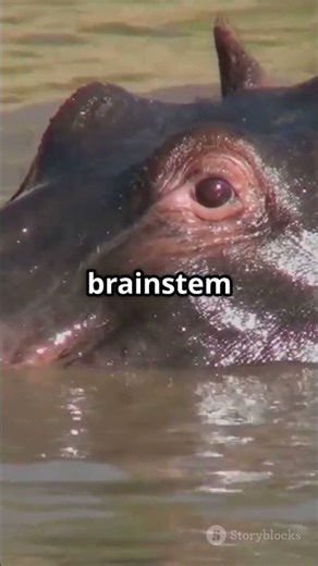 Hippos Can Automatically Sleep UNDERWATER? 🦛🌊