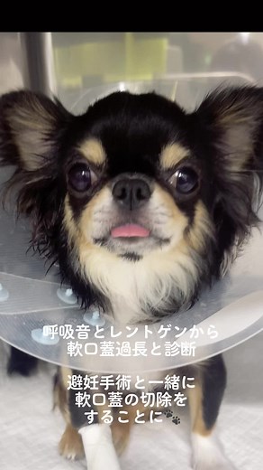 獣医に相談！チワワの軟口蓋過長症とは？