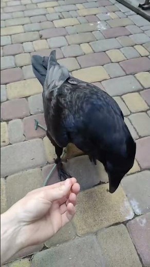 Trained raven performs a trick for a treat in Poltava, Ukraine