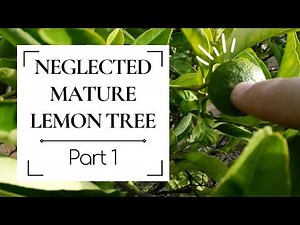 Neglected, mature lemon tree: Part 1 - Water, pests, fruit & branch control