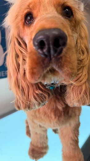 I knew I had the recipe for happy calm dog grooming. I don’t need to do it all I just need to do what’s right for the dogs in my care - calm energy, gentle hands and a treat or 2 ☺️ I’m here for the dogs 💚🐾 #carinadoggroomer #carinadoggrooming | Liebe Dog Groomery