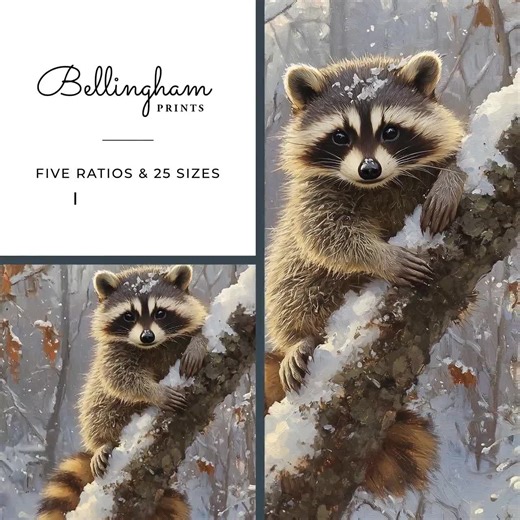 Raccoon Winter Print – Snowy Tree Branch Wildlife Art (digital Download) - Etsy