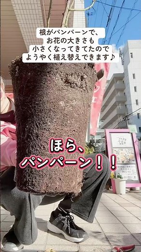 根がパンパーン！初めて使うバラの土で植え替え② #庭 #花壇 #ガーデニング #バラ#植え替え
