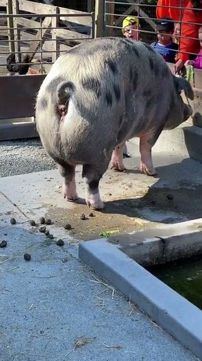 gigantic pig poops ALL OVER THE ENTIRE PIG PEN
