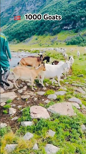 1,000 Goats, Horses & Sheep – Norway’s Hidden Farm Village