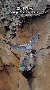 “Peregrine falcon breeding season is on 🦅💞“ Three matings spotted this afternoon — the male gently tucked his talons to protect the female.” 遊隼繁殖季又開始了！今天下午記錄到三次交尾～公鳥溫柔縮起爪子，怕抓傷母鳥～ #遊隼 #Peregrinefalcon @精選 | Walter Wang