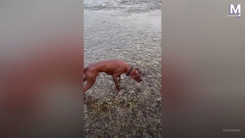 Dog meets an octopus for the first time
