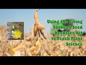 Soybean Living Seed Necklace Tutorial