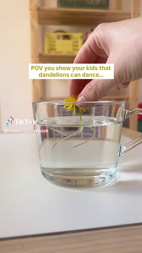 Wait for the twist 🌼💧we sliced a dandelion stem and dropped it in water and it started curling like it had a mind of its own. It’s not magic (even though it looks like it) it’s science! Different parts of the stem absorb water at different rates, causing it to bend and “dance.” This experiment is easy, free and surprisingly mesmerising, definitely one to try with the kids! Tap the link in our bio to try out more kid-friendly science experiments with your little scientists! #reels #outdoorlearn