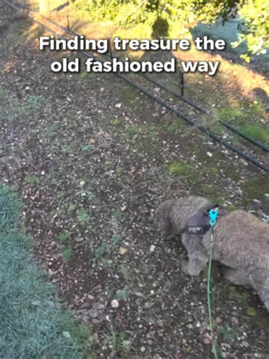 How Oak-Root Fungi Fund Truffle Farming: Grow Black Truffles