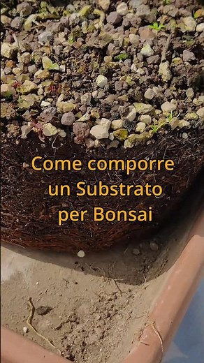 Composition of the substrate for Bonsai!