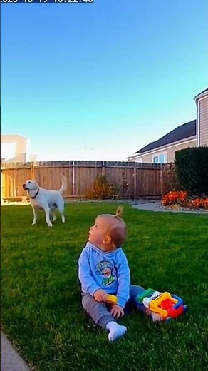 🐶 Dog Saves Baby from Hawks | Unbelievable Real CCTV Footage | Shocking 8K Moment 😱🦅#dog #hawks