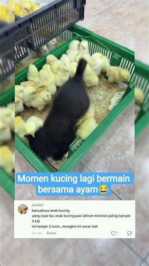 kira-kira yang hitam ayam jenis apa 😁 #cat #catshorts #vidioshort