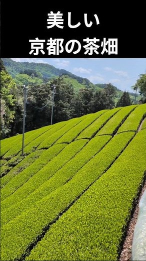 【京都・お茶の里】斜面に広がる茶畑 #kyoto #京都 #旅行 #抹茶 #cafe #茶畑 #日本の風景