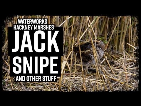 Waterworks and Hackney Marshes - Jack Snipe - Pond Chat