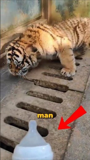Tiger Cub Tries To Be Fierce Then This Happens 😮