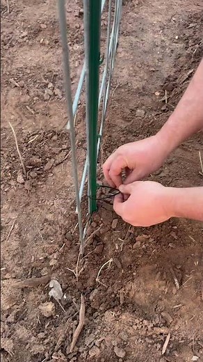 Planning Your Garden? This DIY Cattle Panel Arch Trellis Is a Must!
