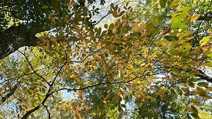 Leaves Changing Colors On Trees Park Stock Footage Video (100% Royalty-free) 3433187205 | Shutterstock