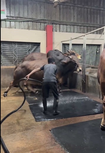 Essential Bull Barn Hygiene for Healthier Livestock