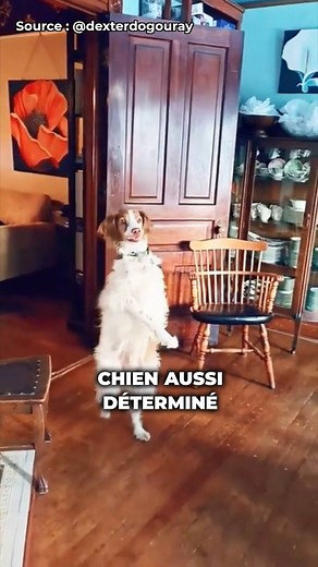 100K views · 1.5K reactions | Incroyable : ce chien marche comme un humain ! Vous connaissiez cette histoire ? 樂 | Esprit Dog - Tony Silvestre | Facebook
