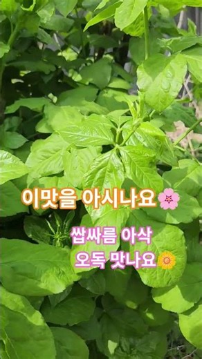 #가시오가피 #면역력강화#뼈와 관절건강#간기능 피로회복 개선
