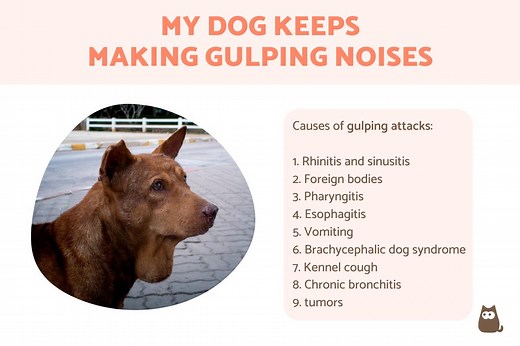 My Dog Keeps Making a Gulping Sound - Causes of Loud Swallowing