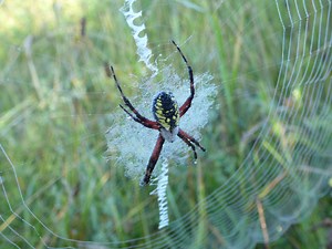 Black and Yellow Garden Spider