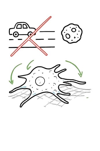 Actin Explained Simply How Cells Move During Healing #actinexplained #cellmovement #biologyexplained