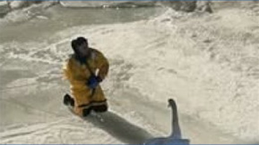 Swan rescued from freezing Norwalk River