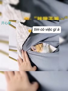 Ninja meo meo | Xanh Premium