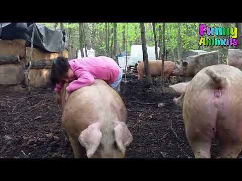 Funny People Riding Pig! Hilarious! Funniest Animals Video Ever WOWZERS INTERNET!