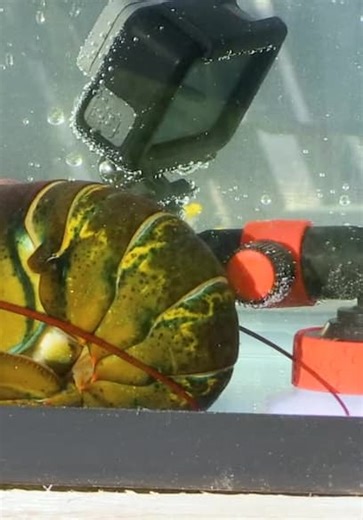 Brave Wilderness S03:E13 - Pinched by a Maine Lobster