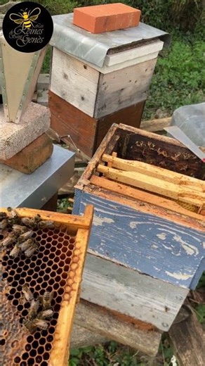 I don't have a title... February 28th 3 #beekeeping #beekeeper