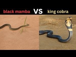"Black Mamba vs King Cobra: Which Snake is the Deadliest