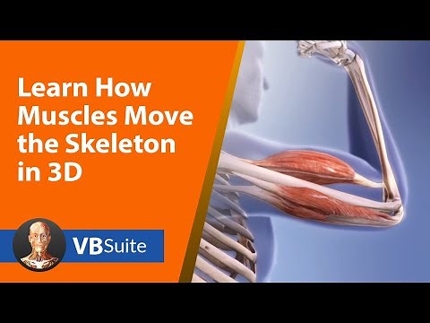 Learn How Muscles Move the Skeleton in 3D