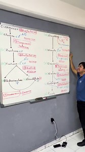 Glucólisis: qué es, pasos y su importancia en la glucosa