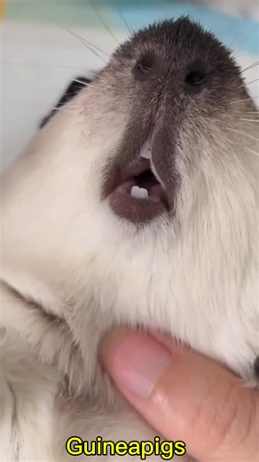 Cute Guinea Pigs: Adorable Moments and Simple Pet Care