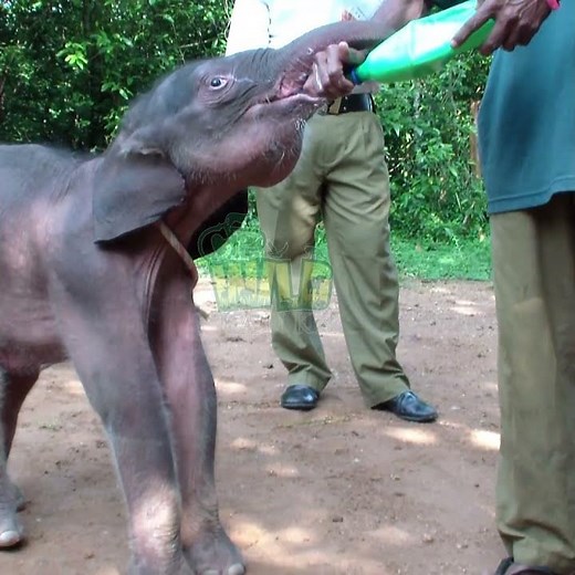 Baby Elephant Bottle Feeding | Bottle Feeding Moment | Baby elephant | Elephant | Wildlife #animals