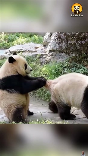 All the adorable moments of baby pandas아기 판다의 사랑스러운 순간들 #둥이 #cute #funny #animals #nature #panda