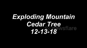 Mountain cedar tree exploding with pollen in the Texas Hill Country