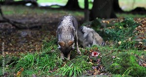 Grey wolf eating in the forest